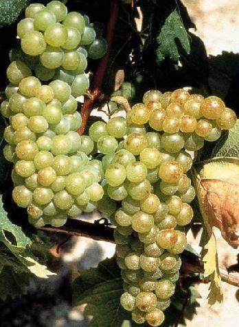 Agriturismo Ai Piacentini Santo Stefano Belbo Εξωτερικό φωτογραφία